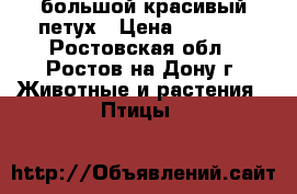 большой красивый петух › Цена ­ 1 500 - Ростовская обл., Ростов-на-Дону г. Животные и растения » Птицы   